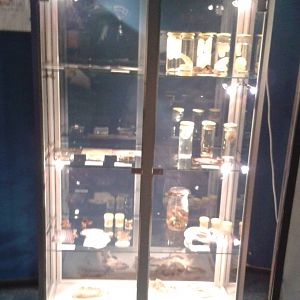 Preserved sea-creatures