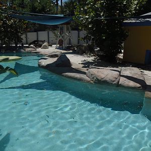 African Penguin Exhibit