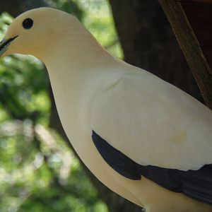 Pied Imperial Pigeon