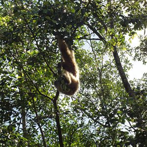White Handed Gibbon