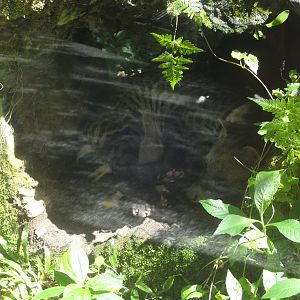 Sleeping Indian Civet