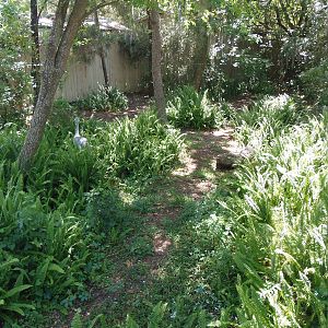 Florida Sandhill Crane Exhibit
