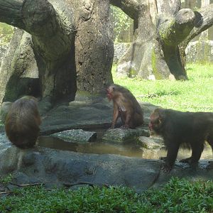 Stump Tailed Macaques