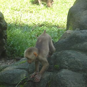 Baby Stump Tailed Macaque