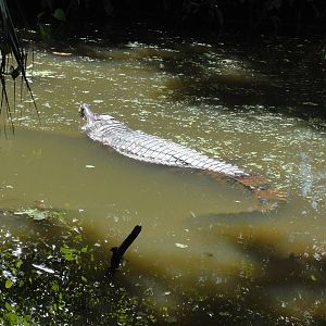 Closer Shot Of False Gharial