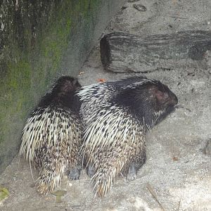 Malayan Porcupines Resting