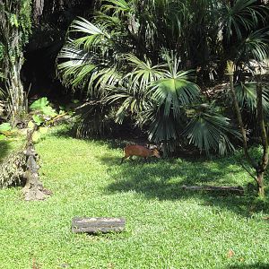 Serow/Barking Deer Enclosure