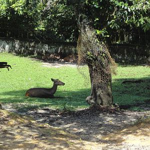 Sambar Deers