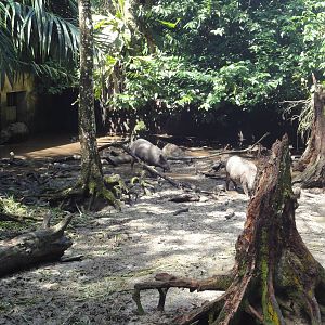 Wild Pig Enclosure
