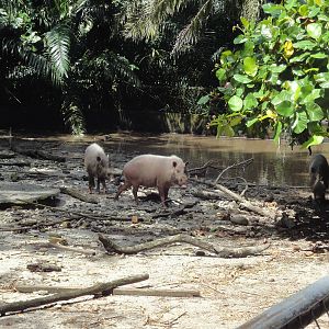 Bearded Pig Enclosure