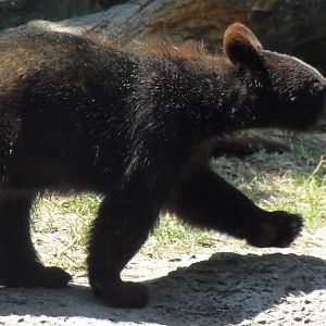 American Black Bear Cub