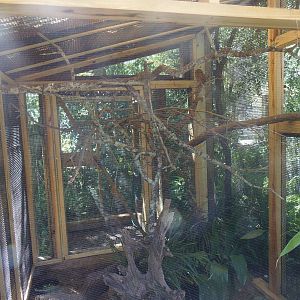 Eastern Screech Owl Exhibit