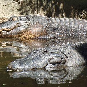 American Alligators