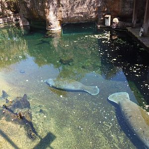 West Indian Manatee Exhibit