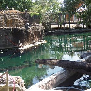 West Indian Manatee Exhibit