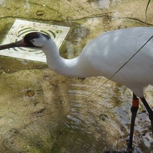 Whooping Crane