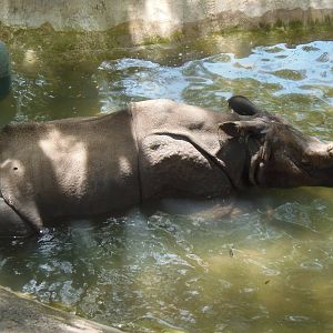 Indian Rhino Cooling Off In Pool