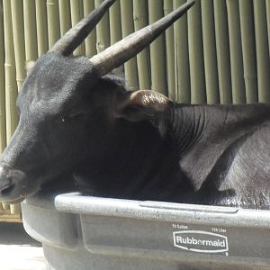 Anoa in a Bin