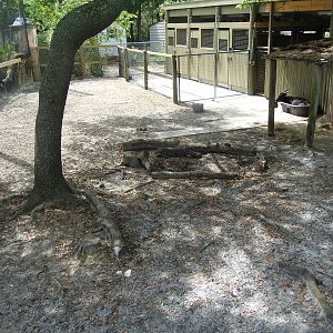 Lowland Anoa Exhibit