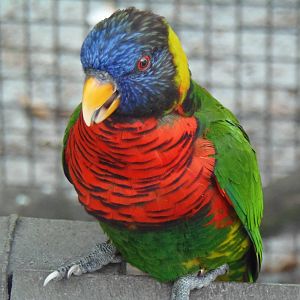 Rainbow Lorikeet