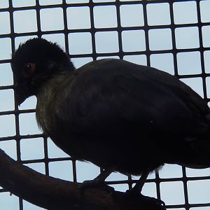 Purple-Crested Turaco
