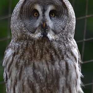 Great Grey Owl