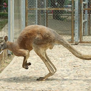 Is male red kangaroo safe?