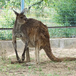 Eastern grey kangaroo