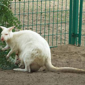 Albino Bennett' s wallaby with baby