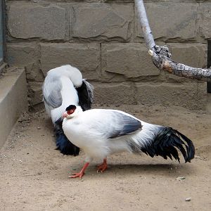 White eared pheasants (Crossoptilon crossoptilon)