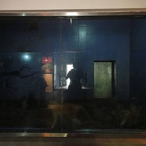 Patas monkeys in Nocturnal Animal House