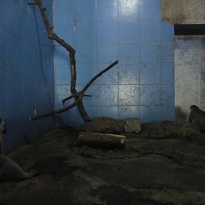 Grivets in Nocturnal Animal House