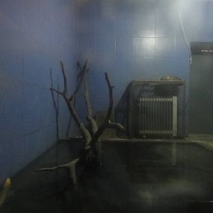 pythons in Nocturnal Animal House