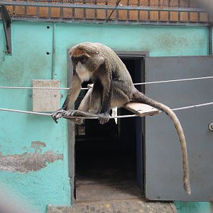 De Brazza 's monkey