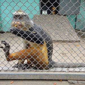 Wolf?s guenon (Cercipithecus wolfi)