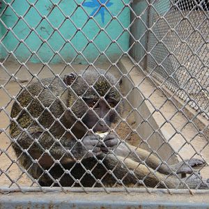 Allen?s swamp monkey (Allenopithecus nigroviridis)