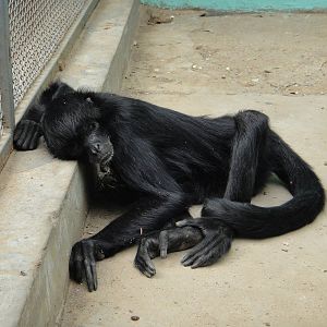 Spider monkey, what species?