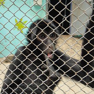 Spider monkey, what species?