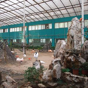 Tropical Birds House