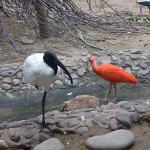 Black-headed ibis and Scarlet ibis