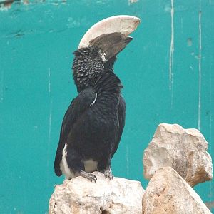 Silvery-cheeked hornbill