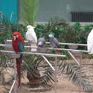 Parrots in Tropical Birds House