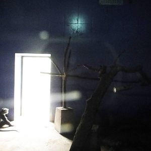 Indoor enclosure for blue monkeys