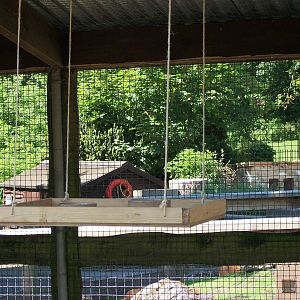 Red-masked Conure feeding station, 6th June 2014