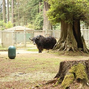 Domestic Yak