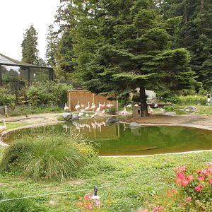 Chilean Flamingo Exhibit