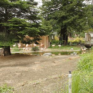 Chilean Flamingo Exhibit