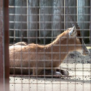 Blesbok : Whipsnade : 06 Jun 2014
