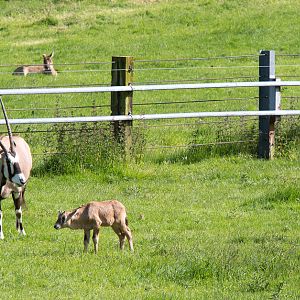 Gemsbok : Whipsnade : 06 Jun 2014