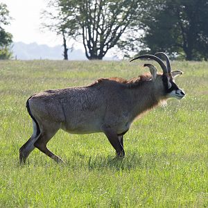 Roan antelope : Whipsnade : 06 Jun 2014